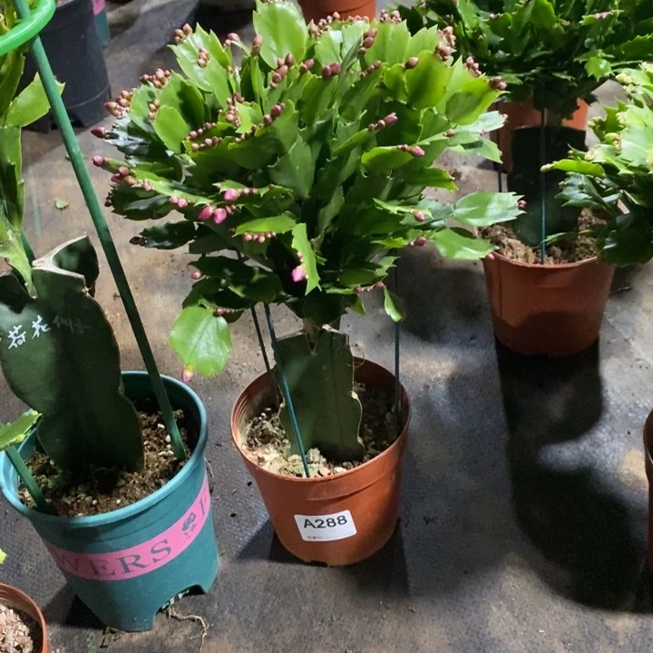 当前无花栽培后可以开花288嫁接砂轮