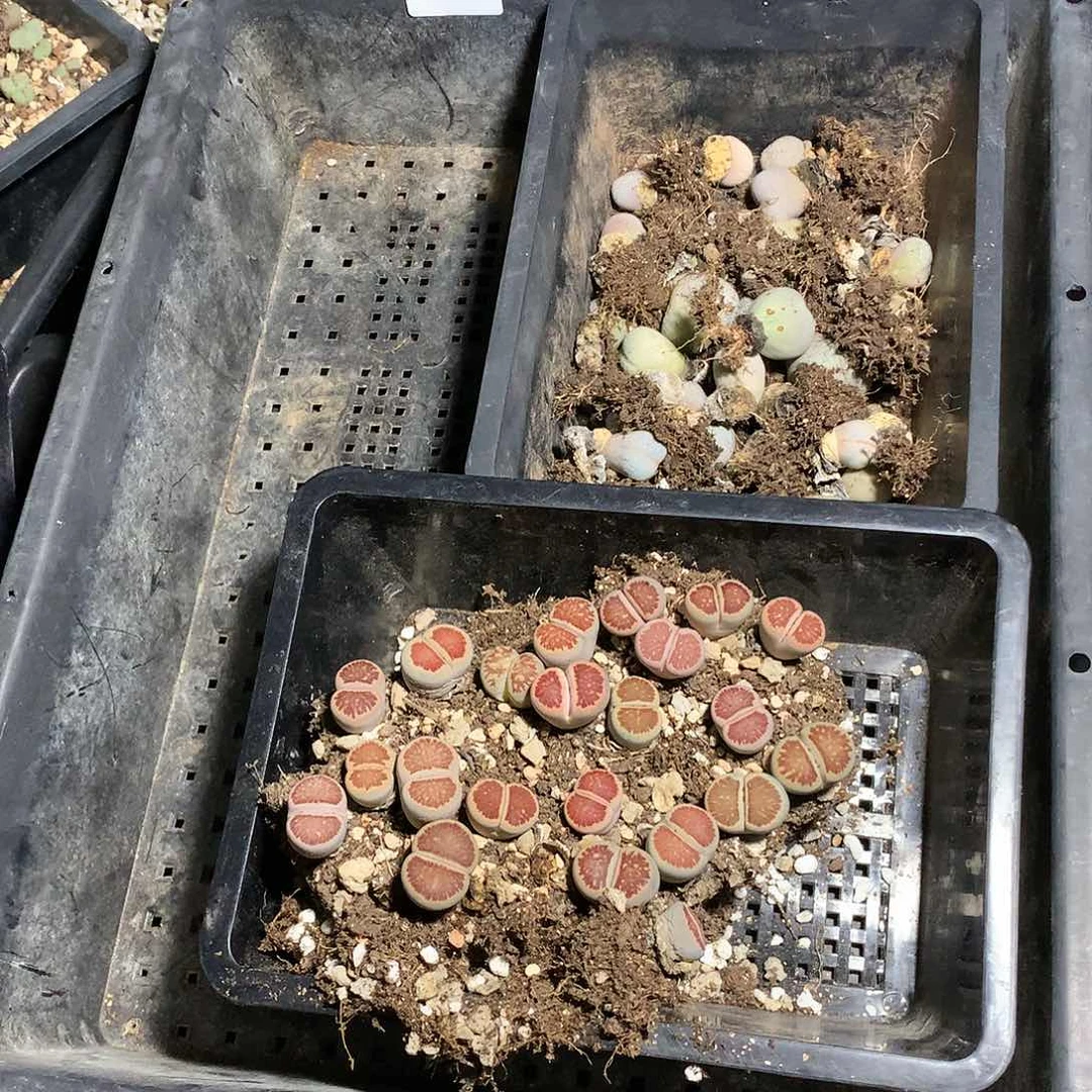 池*H375多肉植物保护研究所