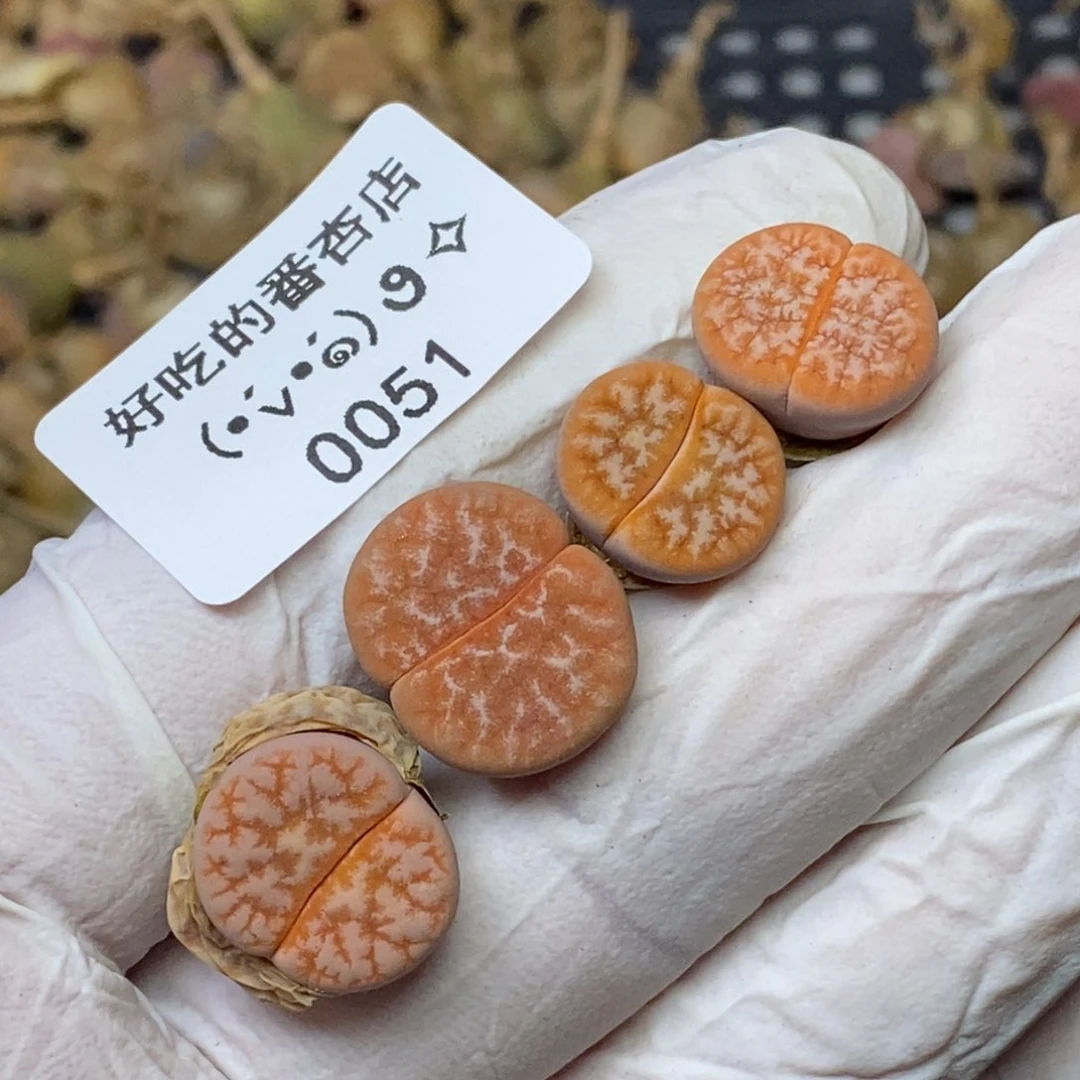 0051。零下拍保温.18包邮.当天凑哦