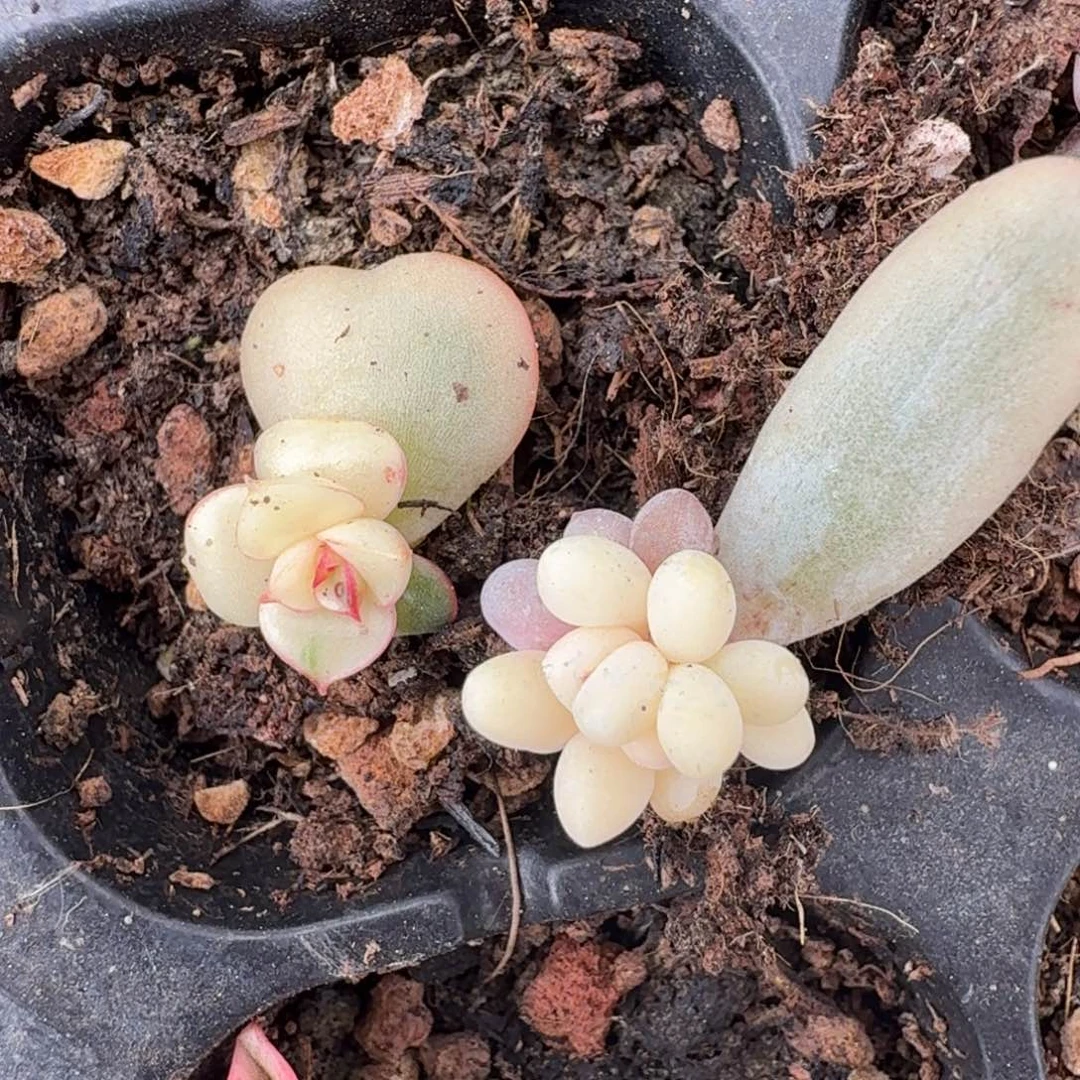 一组到如今的锦的推进