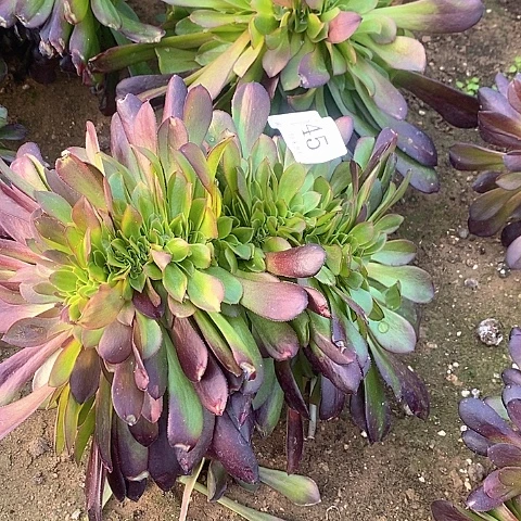 545欧紫缀化多肉