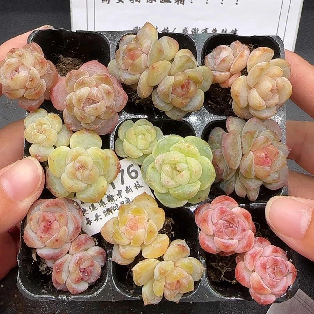 176九棵不保整糖心混搭很小一颗