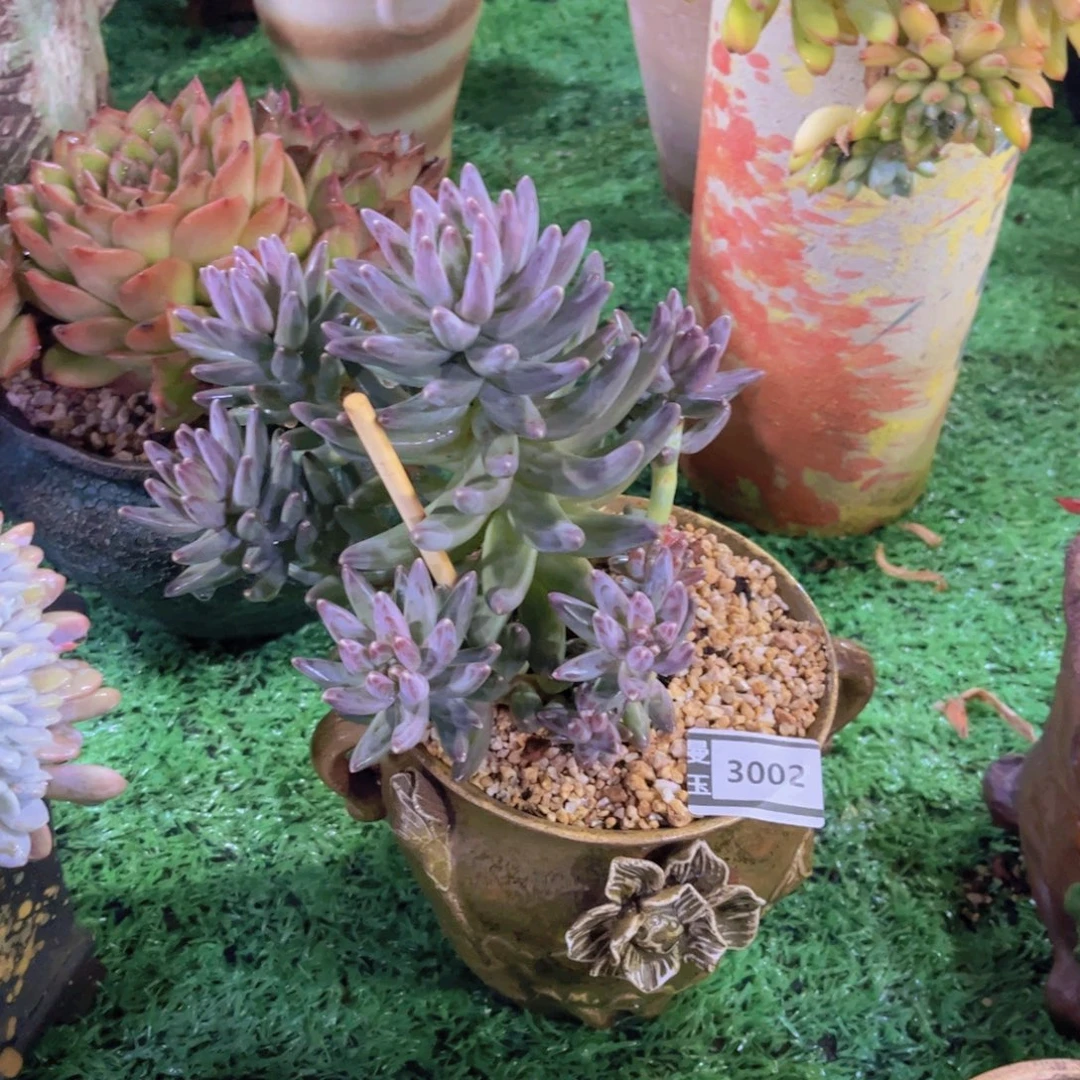 乌拉克拉多肉植物3002