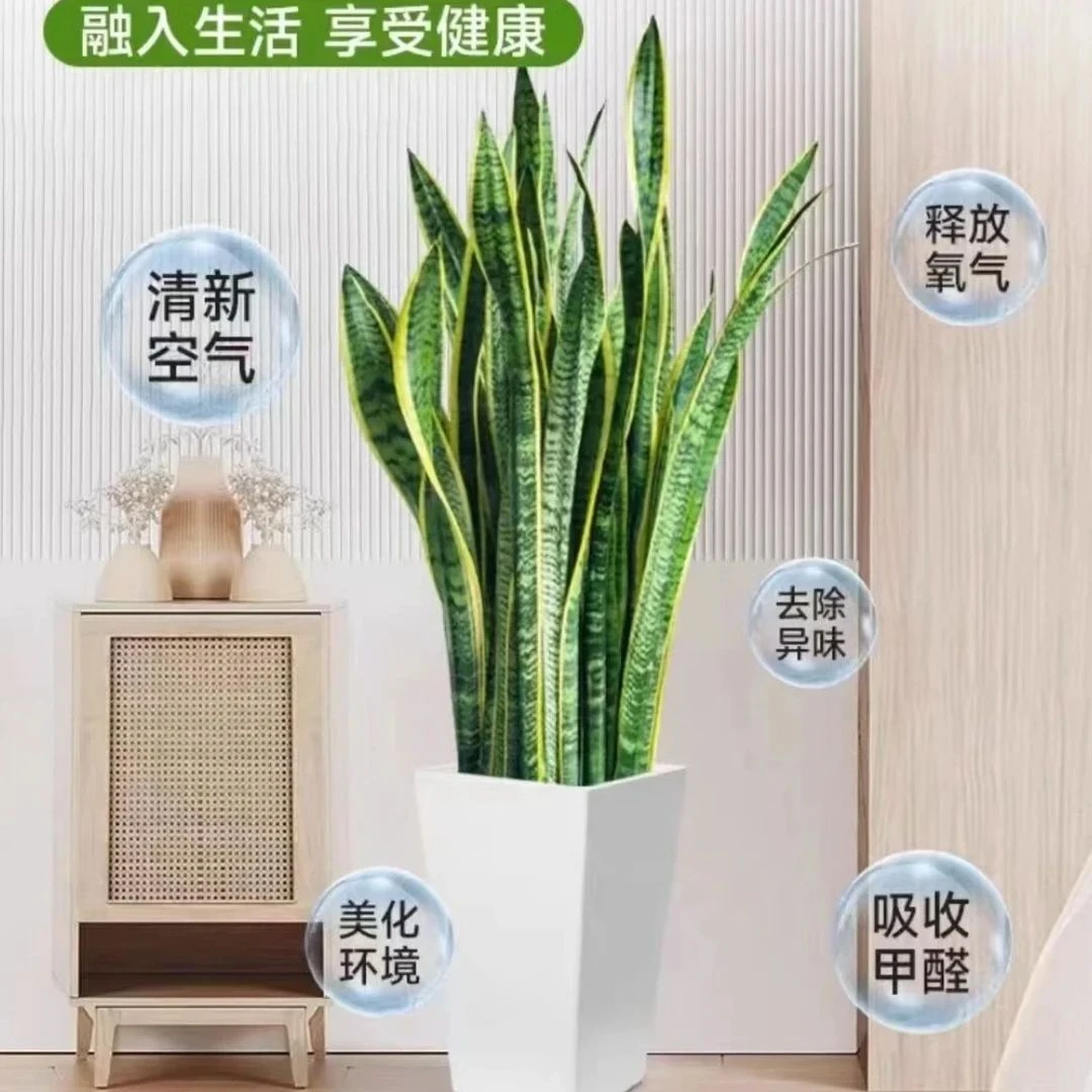 新家绿植 金边虎皮兰净化空气  养不死的绿植 北欧风落地摆放