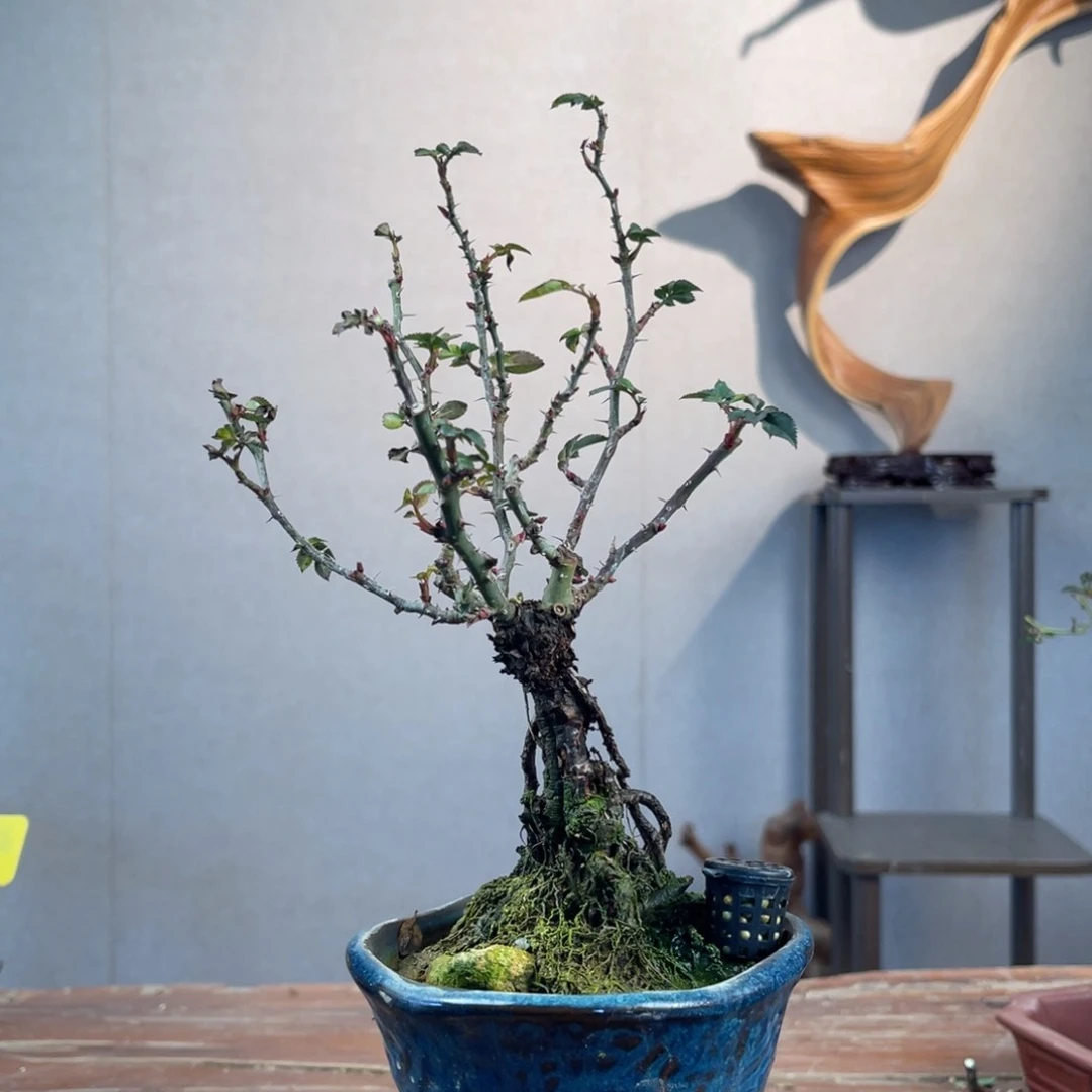 微月季盆景111111揪*