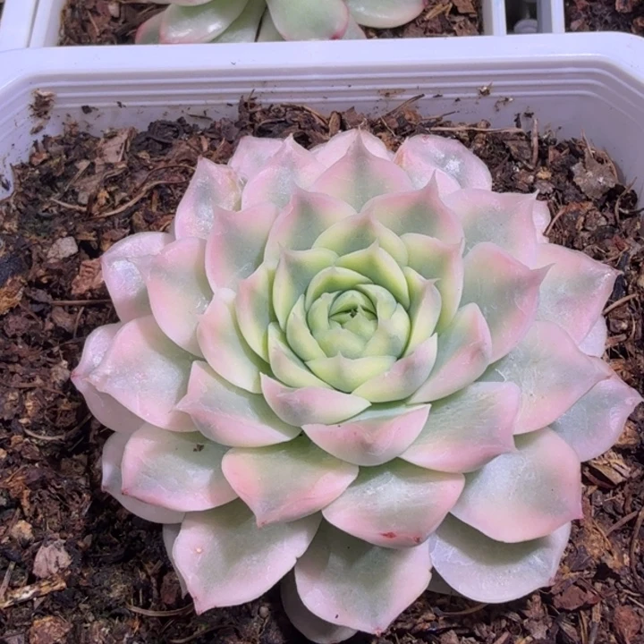 海琳娜锦多肉植物