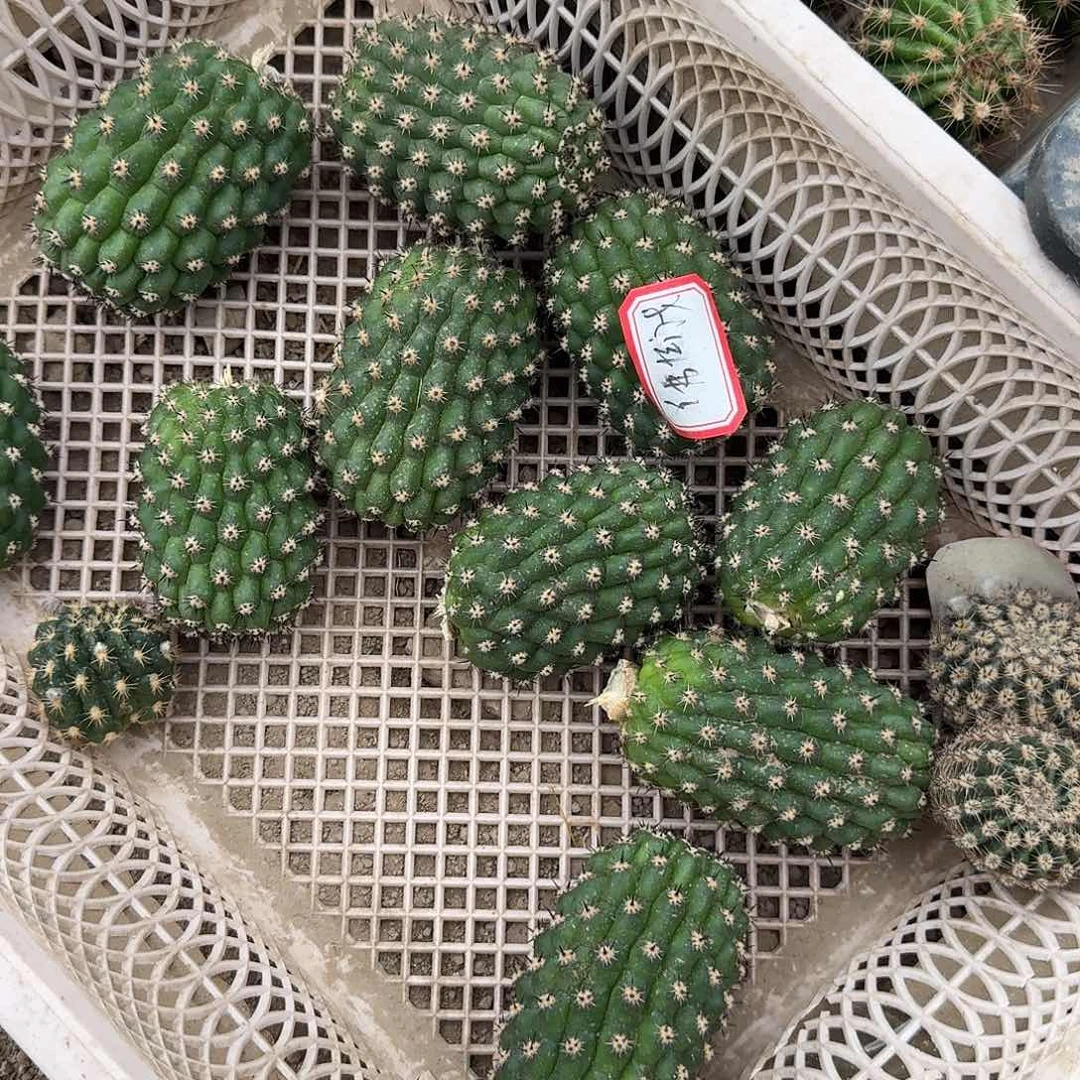 佛拉门戈侧芽5公分毛花柱