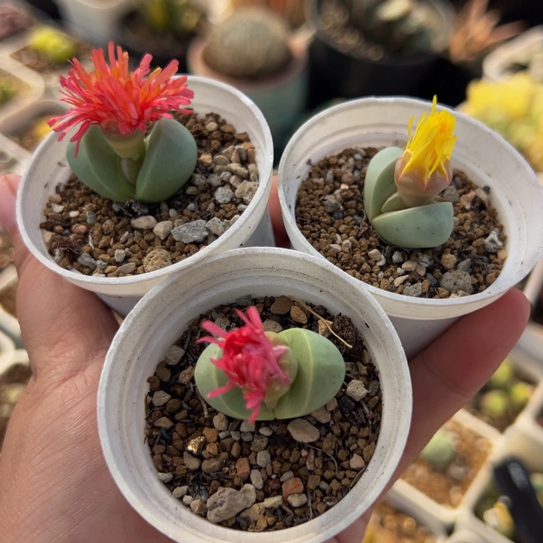 085多肉植物种类多样