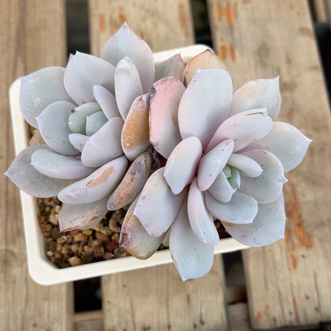 多肉植物奶茶补差价