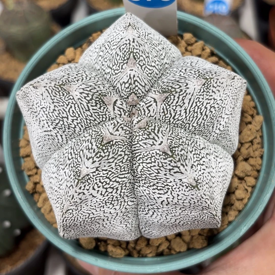 379实生日系矮脚恩冢鸾凤玉带盆