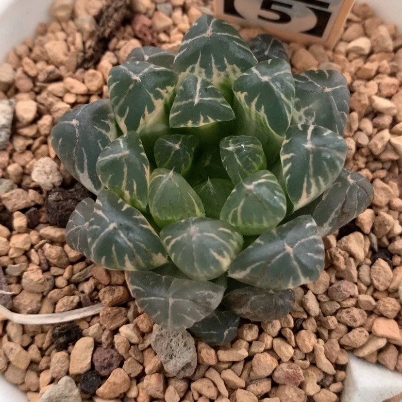 【闪购商品】125实生玉露