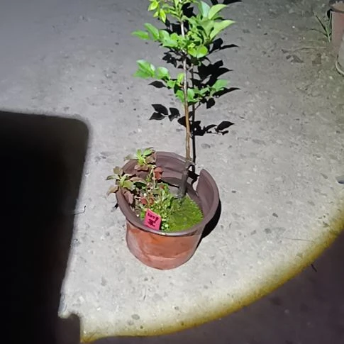 无花朵金弹子盆景园长