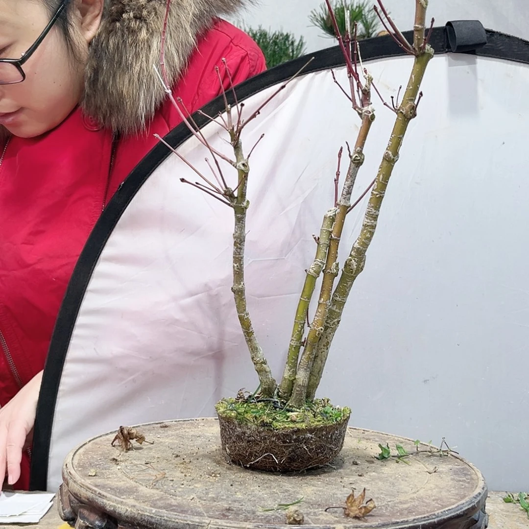 途****园高端盆栽红枫