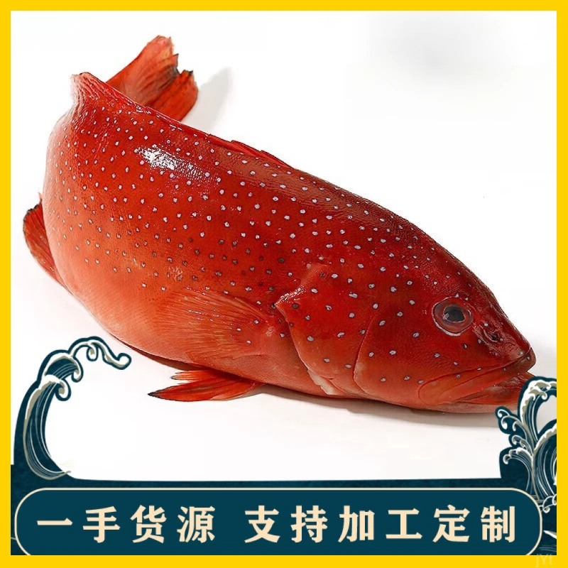 东星斑海钓深海石斑鱼速冻锁鲜新鲜急冻石斑鱼鲜嫩红石斑鱼深海鱼