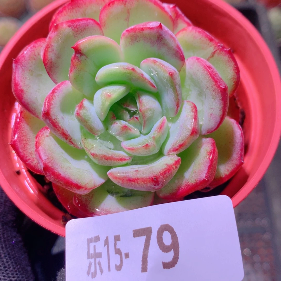 乐然15-79 新品单头