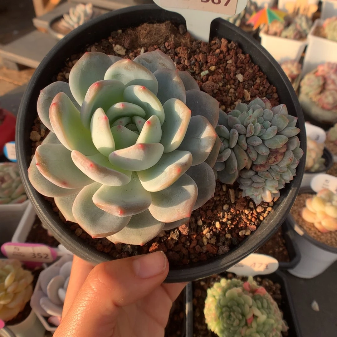 387星影缀化多肉植物