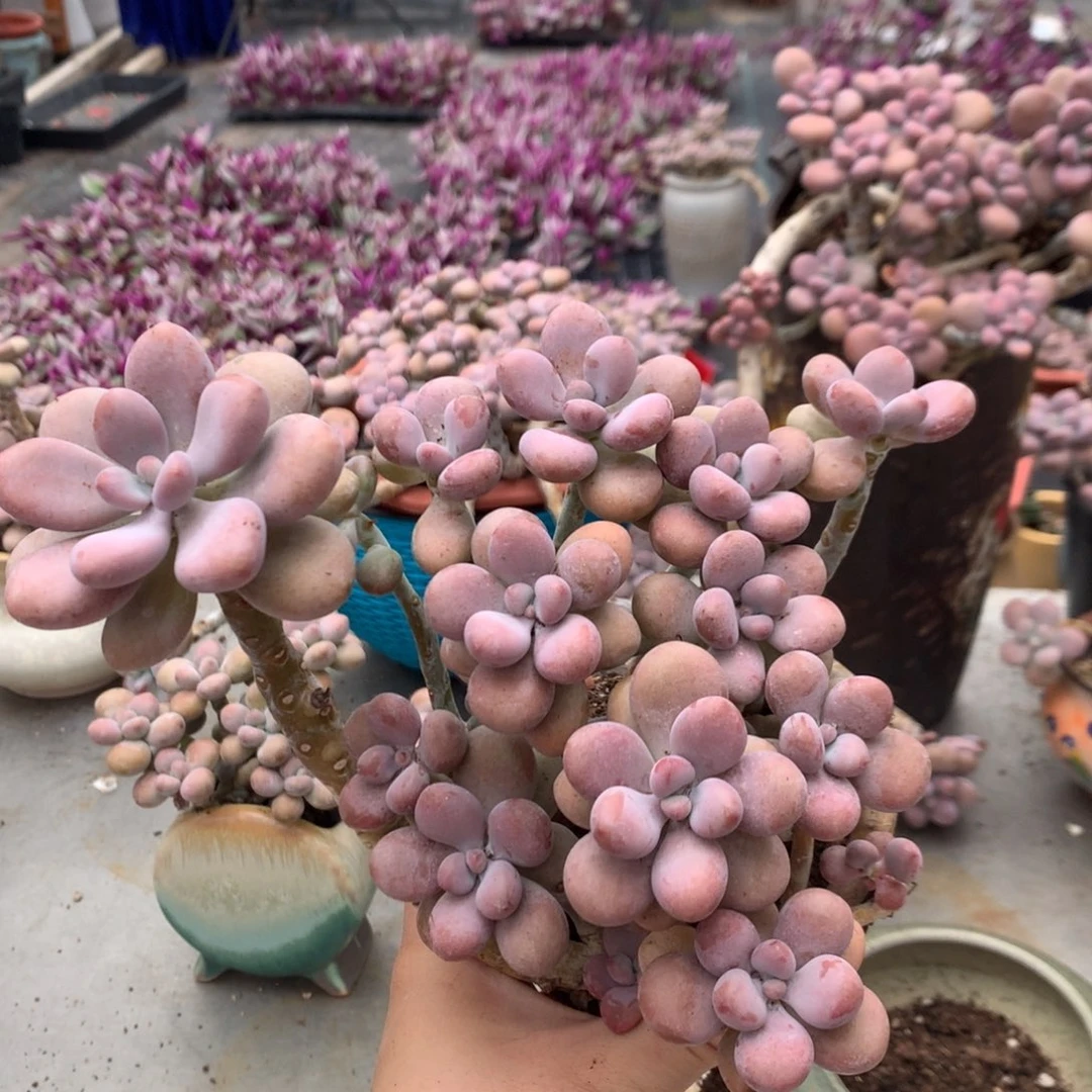 桃蛋老桩不带盆13号