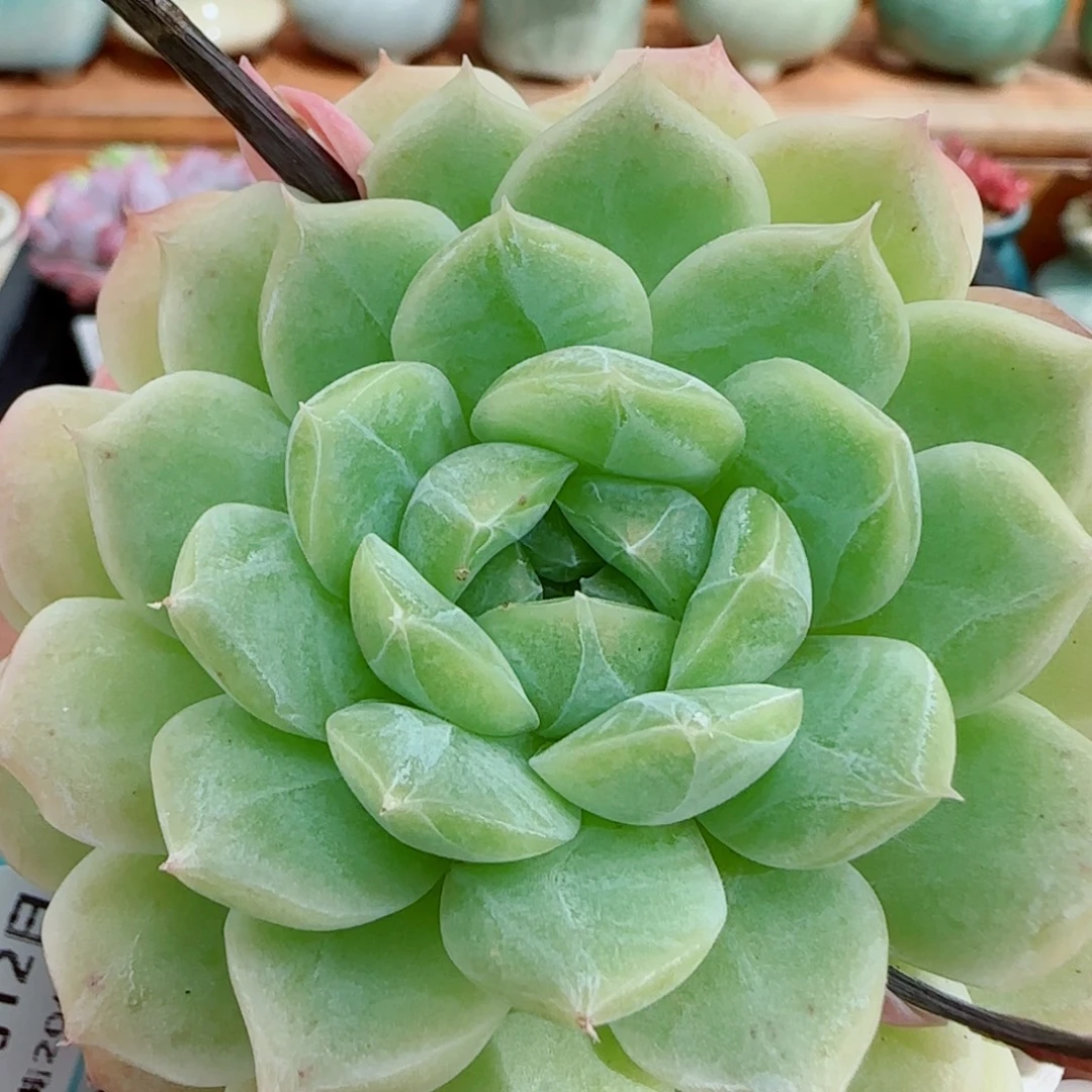 花语逸镜1012-270溏心珍妮