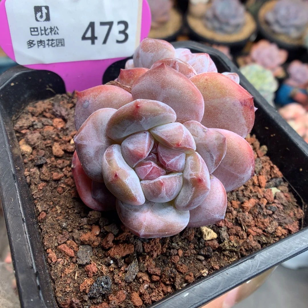 473双头石榴籽星影多肉