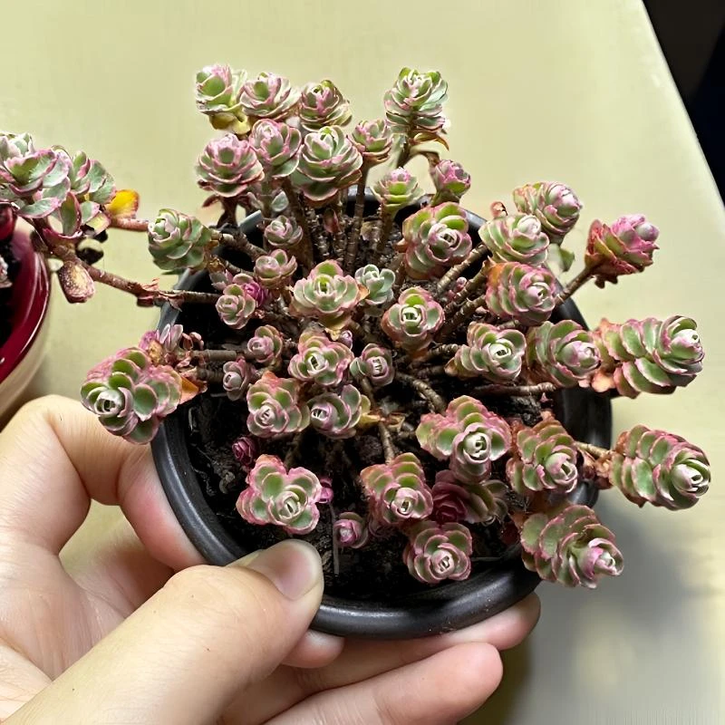 自然锦小球玫瑰锦带8厘米圆盆栽好一盆