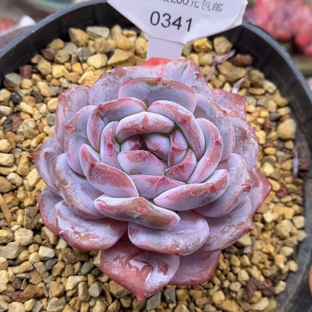 绿底紫心341/8cm单头