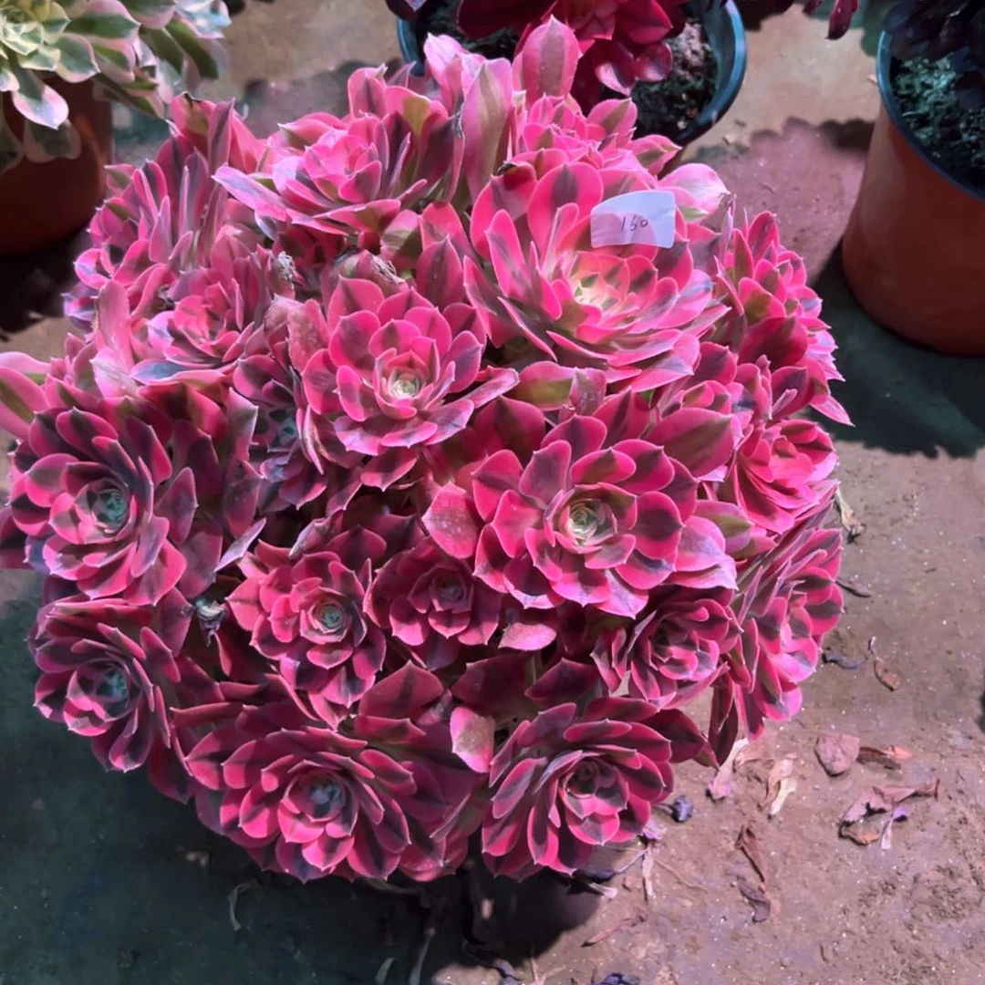 多肉植物女巫160