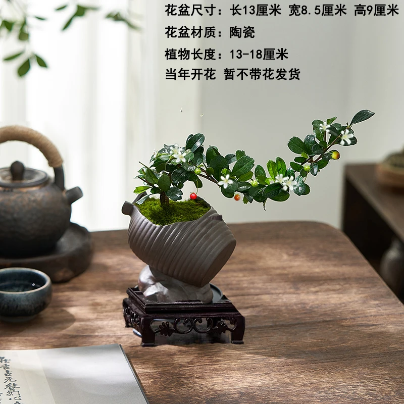 临水造型福建茶四季常青小盆栽禅意中式桌摆室内茶几空间室内盆景