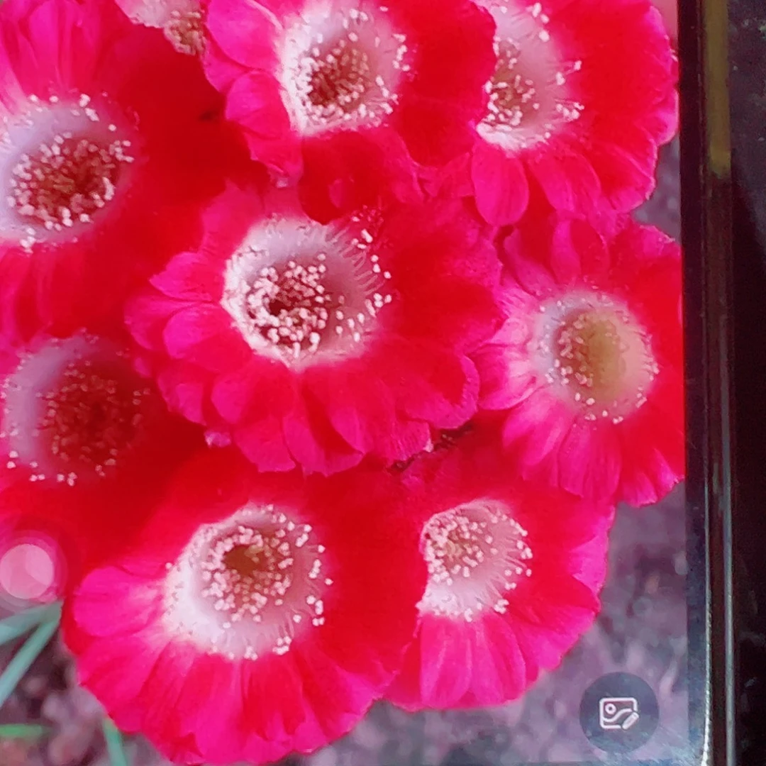 丽花 红舞裙 侧芽 满20包邮