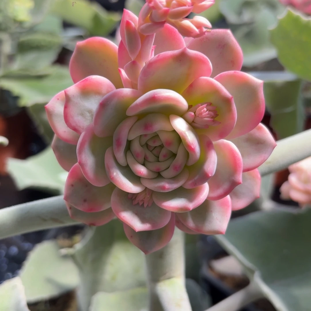 爱丽儿，群生，一物一拍