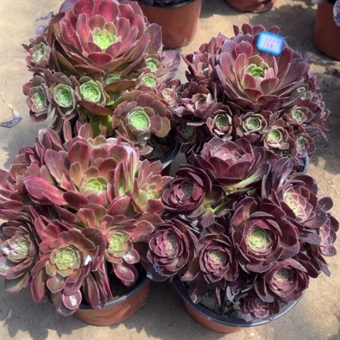 166多肉植物组合