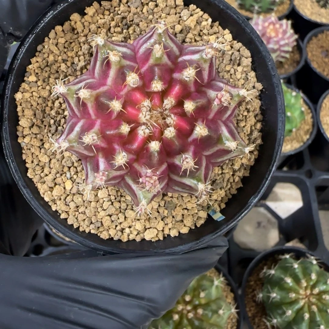 泰系实生梦想轮回不圆