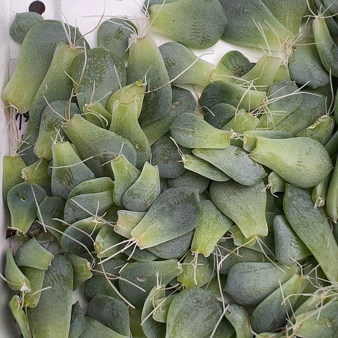 10个优选叶片一物一拍