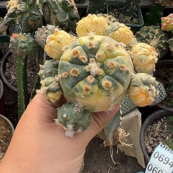 龟甲兜群仙人球692