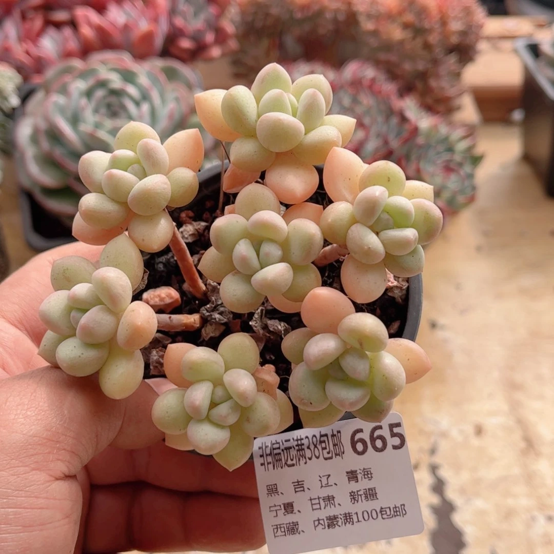 665奶油糖德华多肉