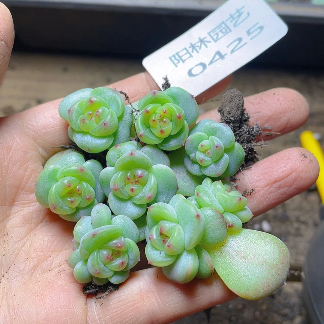 多肉植物多肉植物425