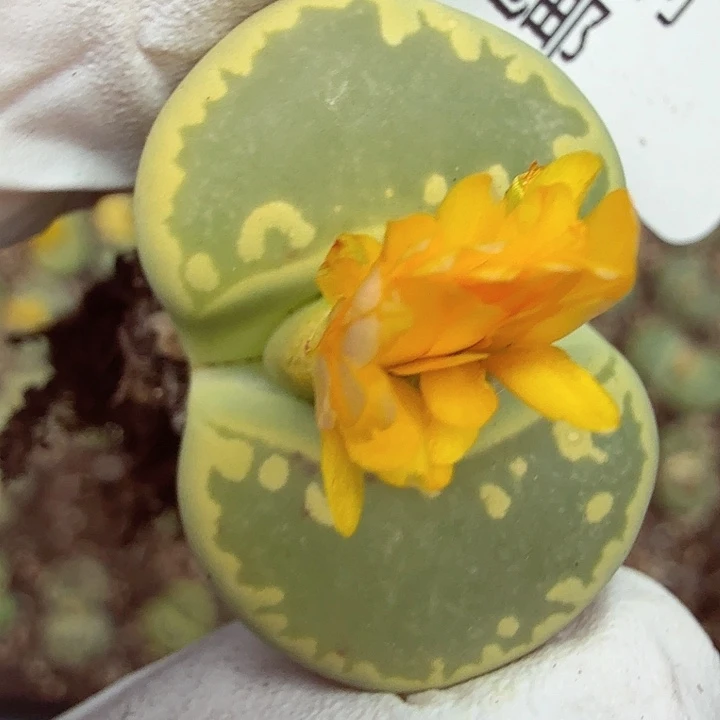 好看我真的喜欢啊哈哈太337 这个