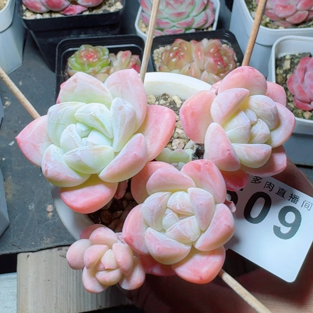 树桩冰玉            精美多肉植物