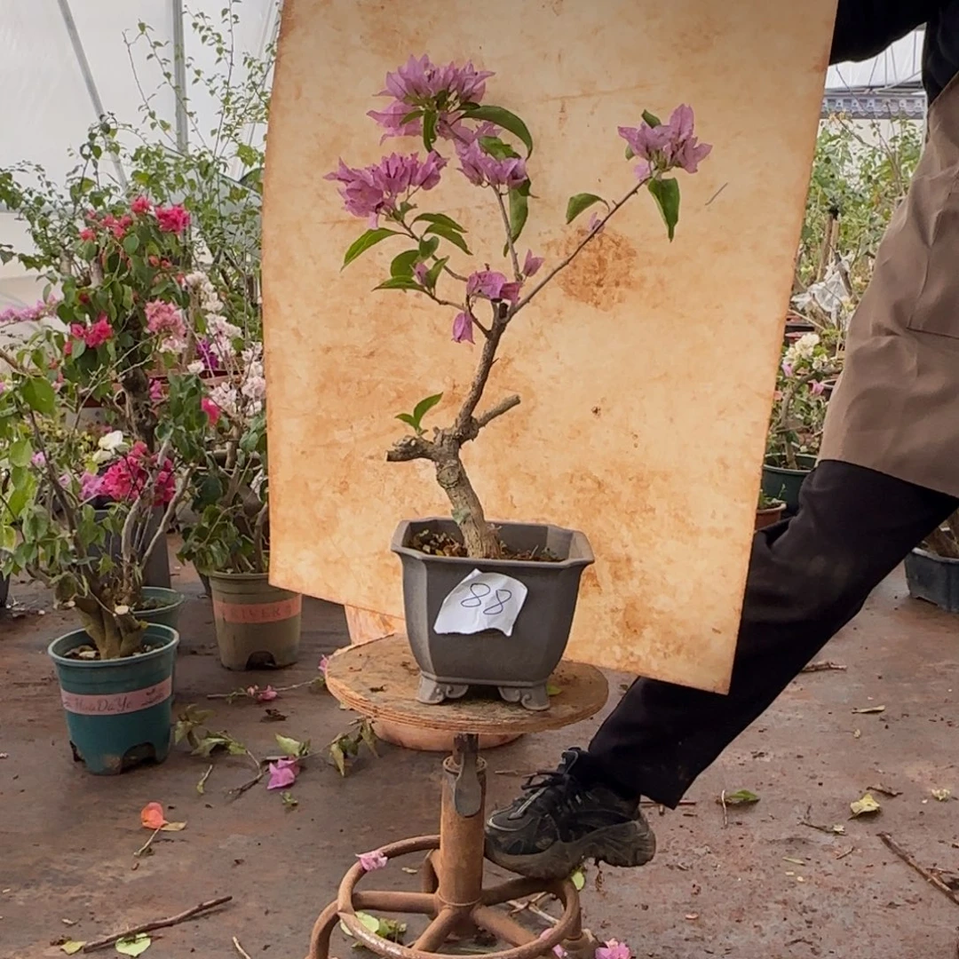 大部分开放少量花苞金夫人 88脱