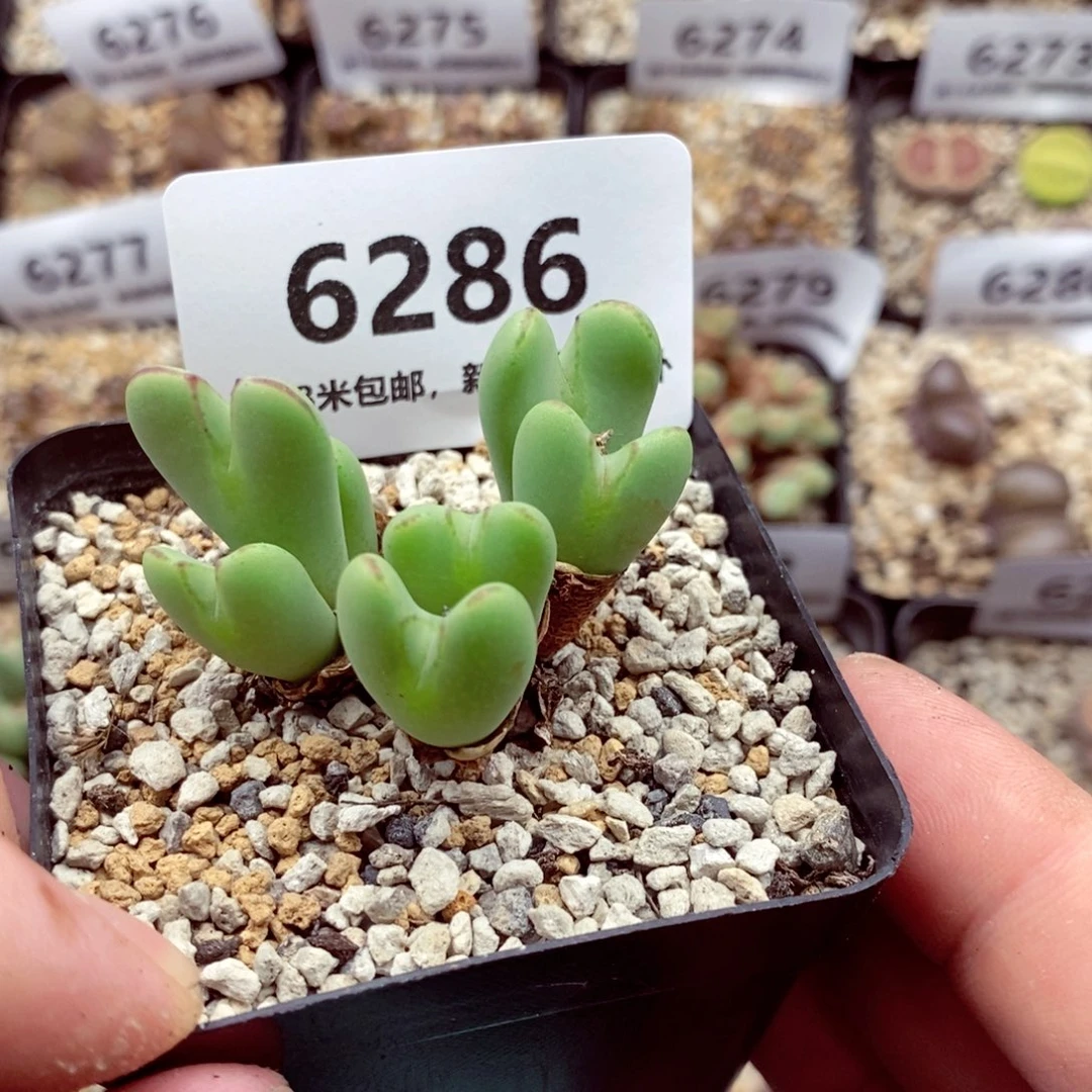 6286。