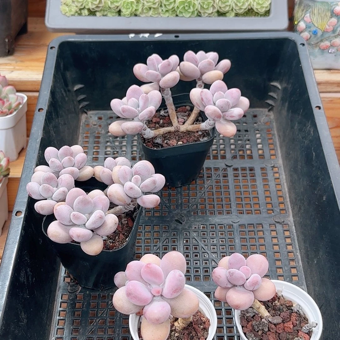 轩***辰多肉0803-317桃蛋小老桩