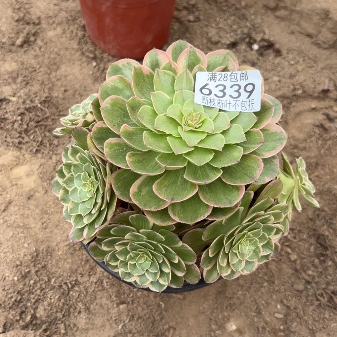 R. 6339莲花座多肉，ba