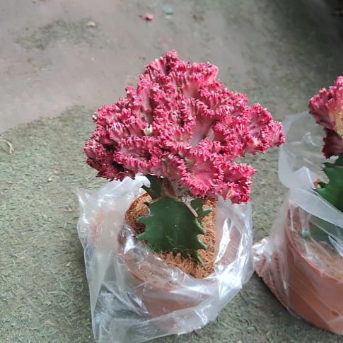 完全开放红色麒麟顺丰