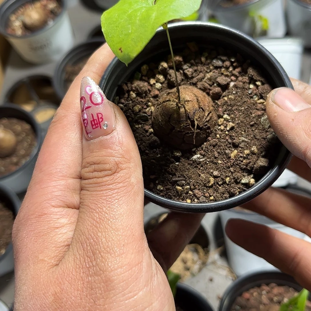 小*26600一物一拍单头发货