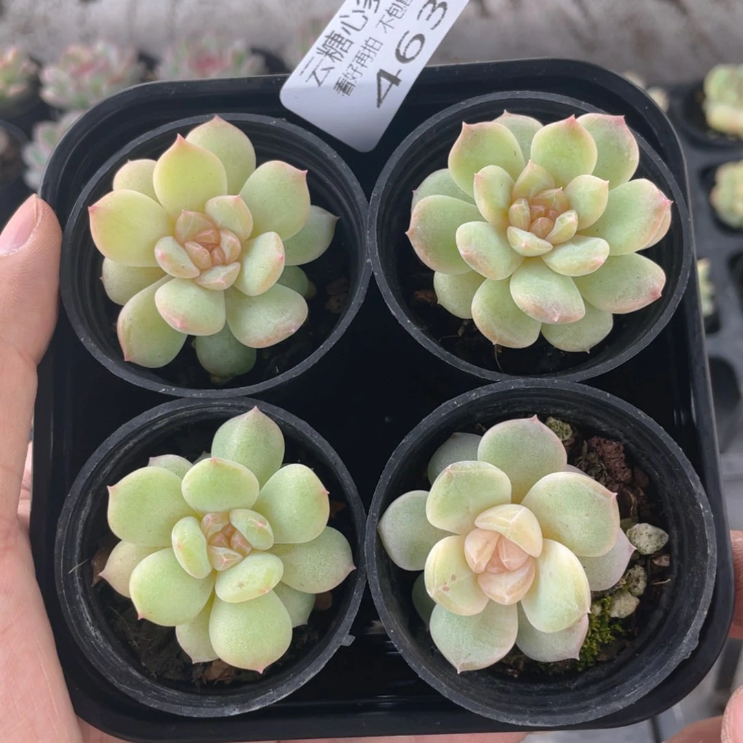 云糖心多肉植物463
