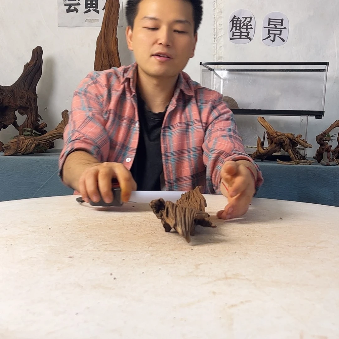 寄居蟹沉木造景，