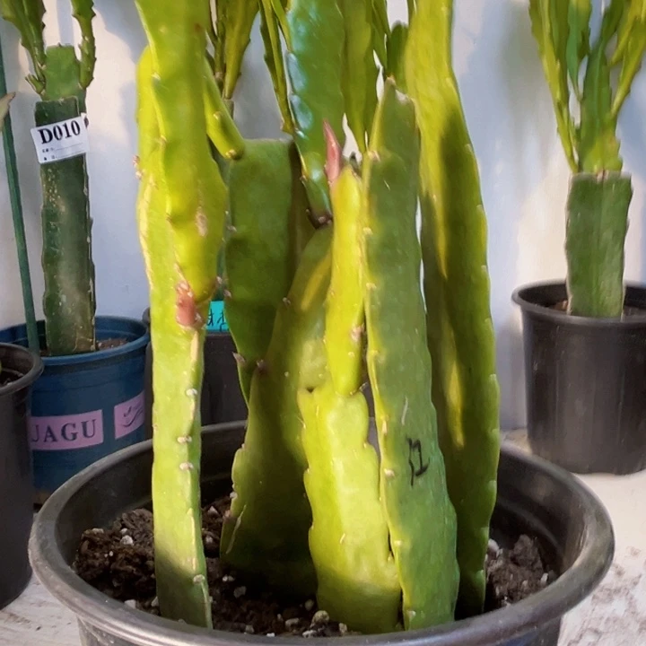 当前无花栽培后可以开花45