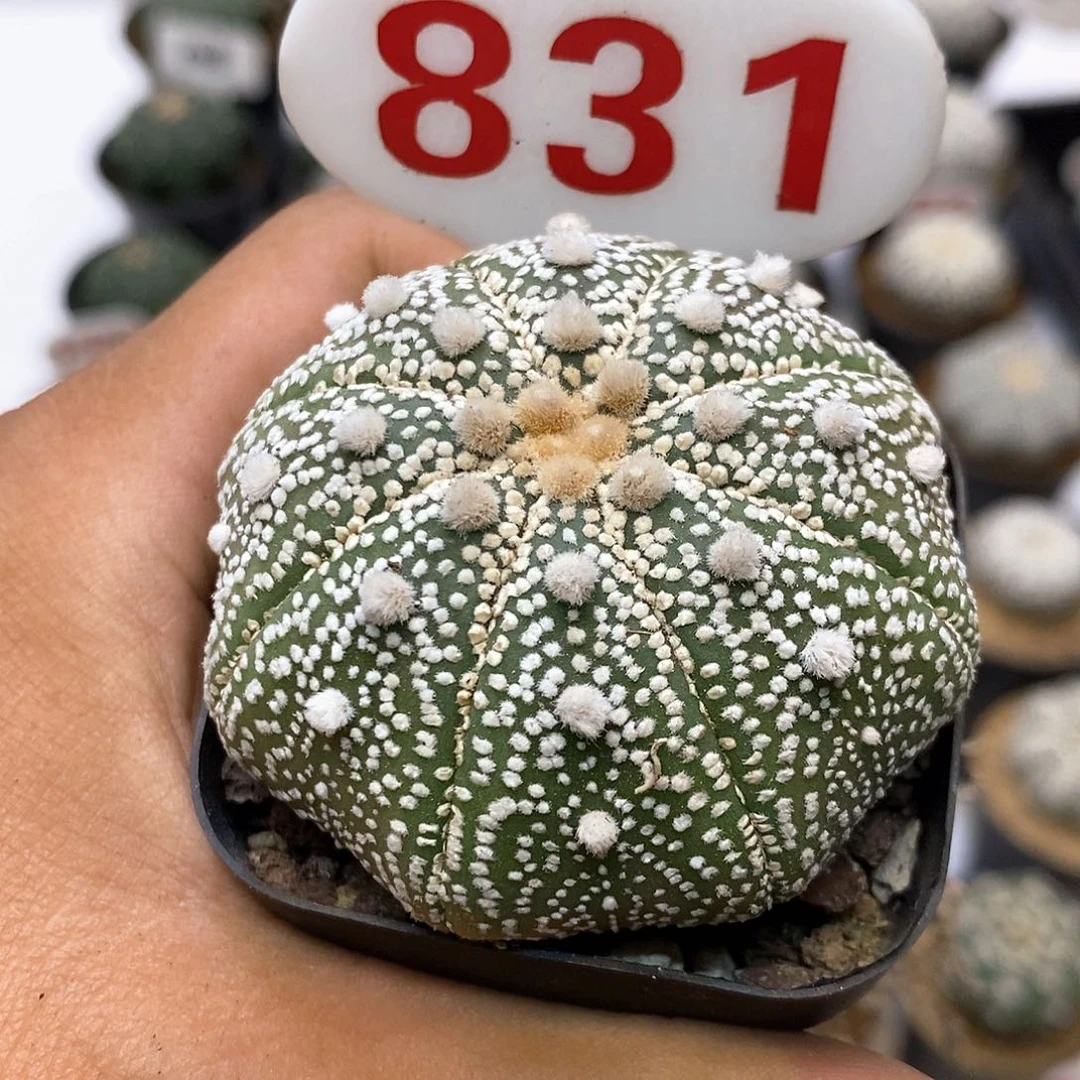 831福利特价来了哦耶