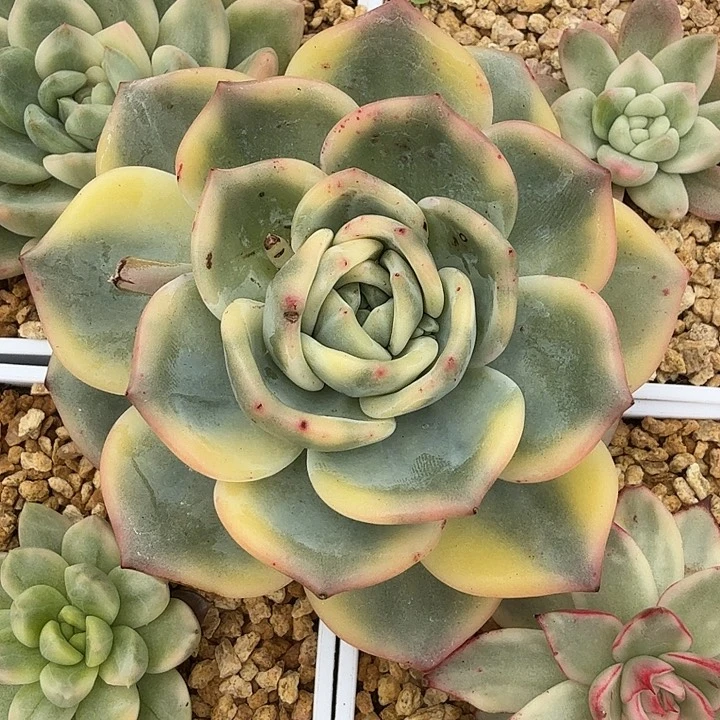 豆*果伊丽莎白锦腹轮锦
