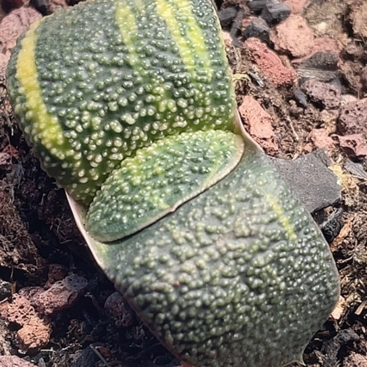 一物一拍竞拍福利拍