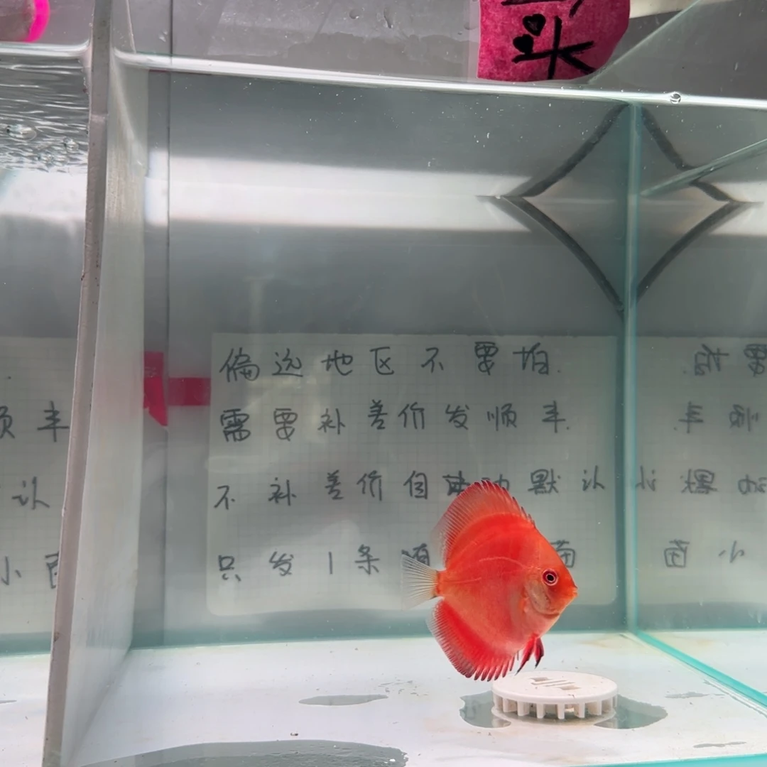 七彩神仙鱼肉身5偏远地区不拍